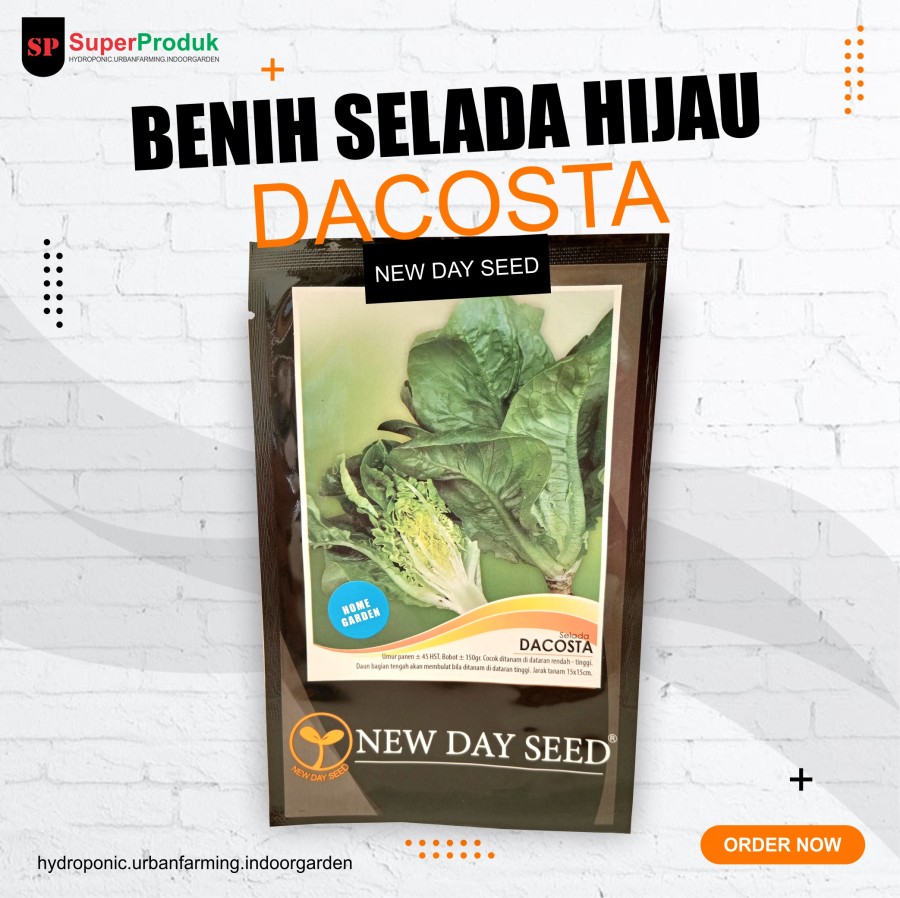 Selada lettuce Romaine Dacosta