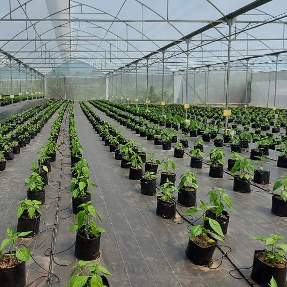 Weedmat Lebar 4m x 100m 1roll - Ground Cover